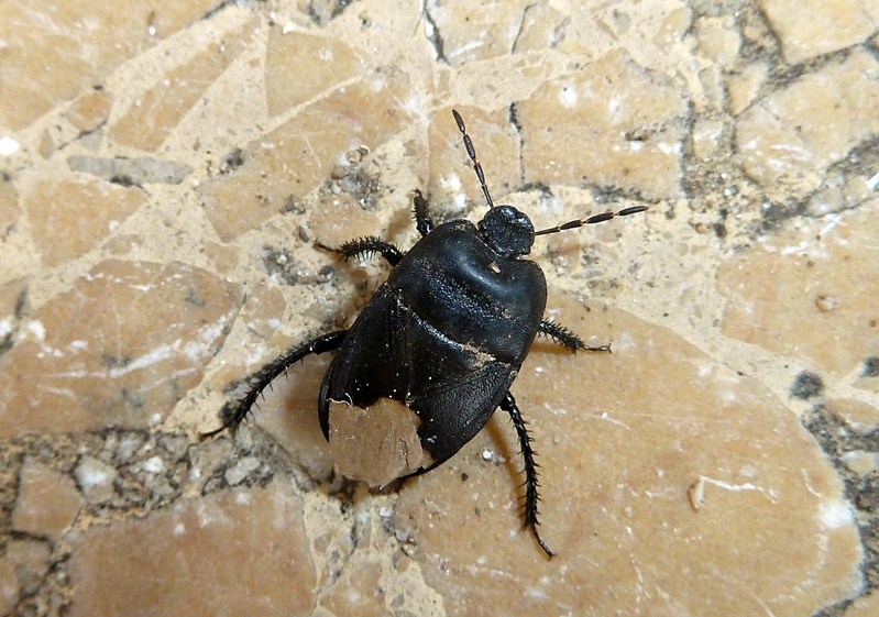 Cydnidae: Cydnus aterrimus della Lombardia (VA)